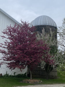 Barn Side – Silo-Bloom tree